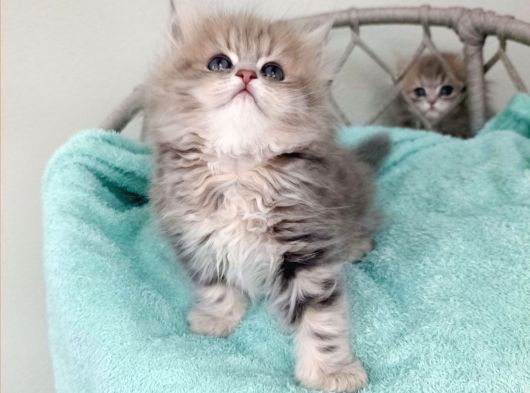 Sevimli British Golden Longhair Dişi Erkek Bebeklerim görsel