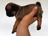 Safkan Pug Yavruları
