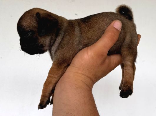 Safkan Pug Yavruları görsel