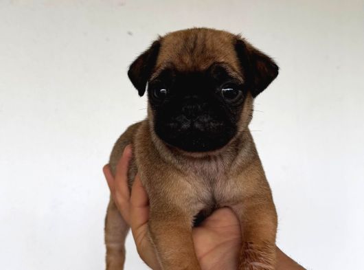 Safkan Pug Yavruları görsel