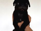 Safkan Pug Yavruları