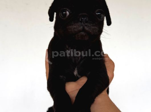 Safkan Pug Yavruları görsel