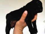 Safkan Pug Yavruları