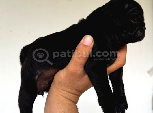 Safkan Pug Yavruları görsel