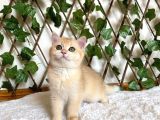 British Shorthair Safkan Kız Ankara