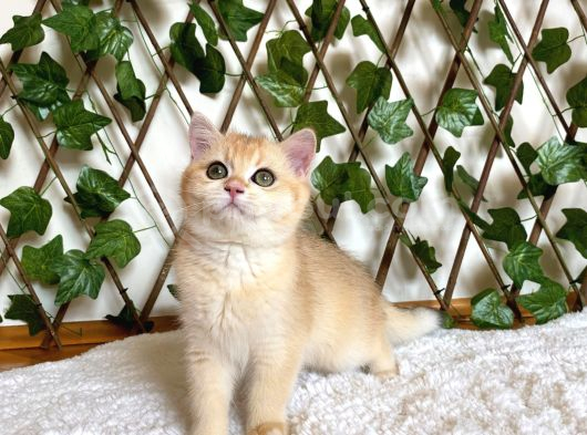 British Shorthair Safkan Kız Ankara görsel