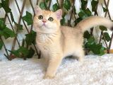 British Shorthair Safkan Kız Ankara