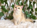 British Shorthair Safkan Kız Ankara