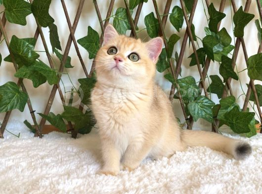 British Shorthair Safkan Kız Ankara görsel