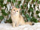 British Shorthair Safkan Kız Ankara