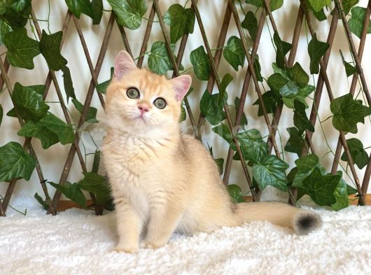 British shorthair safkan kız Ankara