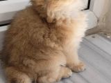 Olağanüstü Güzellikte British Longhair Yavrumuz