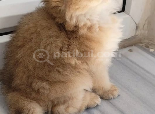 Olağanüstü Güzellikte British Longhair Yavrumuz görsel