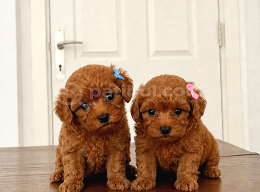0 boy Mükemmel Maltipoo Bebekler