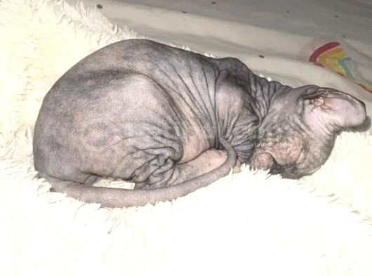 minnak Tüysüz Kedi sfenks Tekirdağ