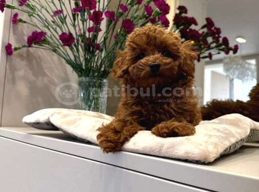 Kipkirmizi Red Toy Poodle Sevi̇mli̇ Yavrular