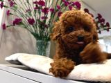 Kipkirmizi Red Toy Poodle Sevi̇mli̇ Yavrular