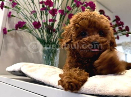 Kipkirmizi Red Toy Poodle Sevi̇mli̇ Yavrular görsel