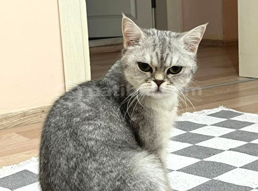 British gri renk sevimli kedi