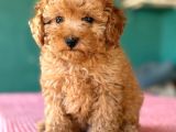 Kahve Tonlu Malti̇poo Ci̇nsi̇ Yavrular