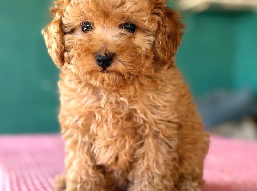 Kahve Tonlu Malti̇poo Ci̇nsi̇ Yavrular görsel