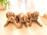 Minicikler Toy Poodle İzmir Balçova