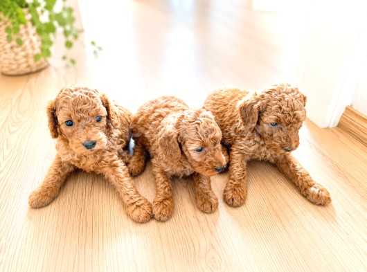 Minicikler Toy Poodle İzmir Balçova