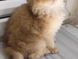 Olağanüstü Güzellikte British Longhair Yavrumuz