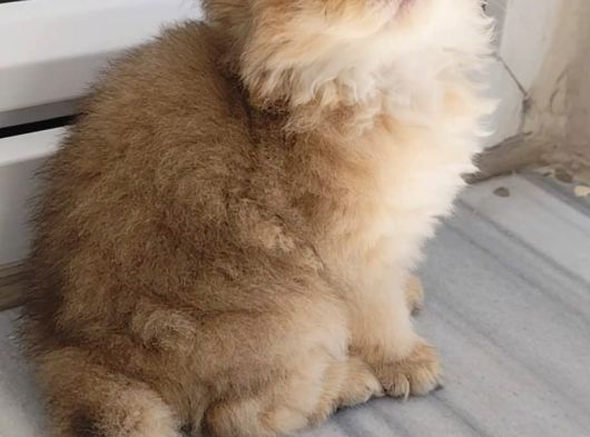 Olağanüstü Güzellikte British Longhair Yavrumuz görsel