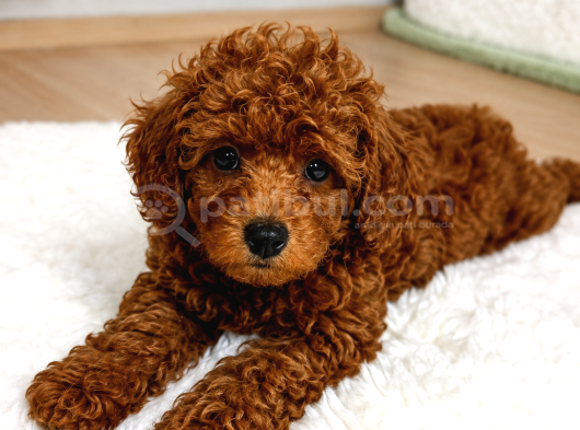 Safkan Erkek 2 Aylık Toy Poodle