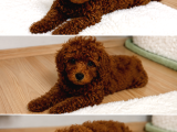 Safkan Erkek 2 Aylık Toy Poodle