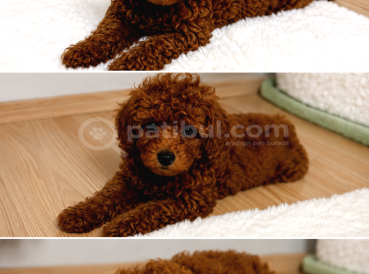 Safkan Erkek 2 Aylık Toy Poodle görsel