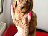 Minicikler Toy Poodle İzmir Balçova