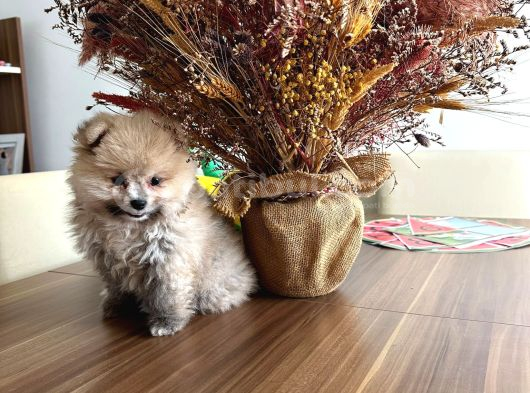 Tatlı Mı Tatlı Pomernian Boo Bebeğimiz görsel