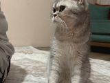 British Gri Renk Sevimli Kedi