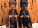 Avrupa Efsane Kalitede Doberman Yavruları