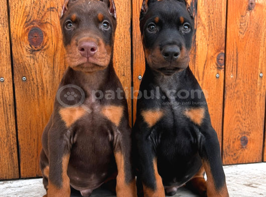 Avrupa Efsane Kalitede Doberman Yavruları