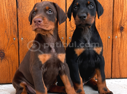 Avrupa Efsane Kalitede Doberman Yavruları görsel