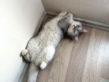British Gri Renk Sevimli Kedi