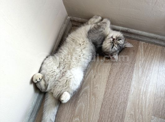 British Gri Renk Sevimli Kedi görsel