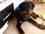 A Şecereli Erkek Rott Yavrularım