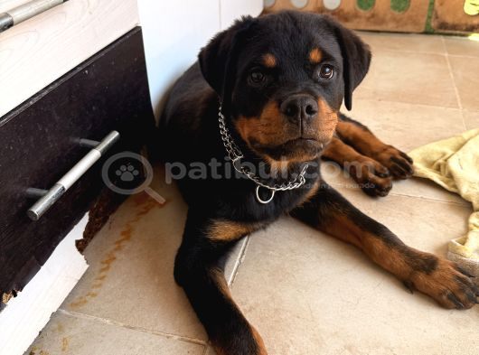 A Şecereli Erkek Rott Yavrularım görsel