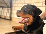 A Şecereli Erkek Rott Yavrularım