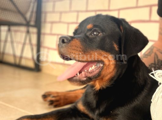 A Şecereli Erkek Rott Yavrularım görsel