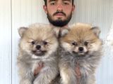 Orji̇nal Pomeranian Boo Yavrularimiz