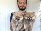 Orji̇nal Pomeranian Boo Yavrularimiz