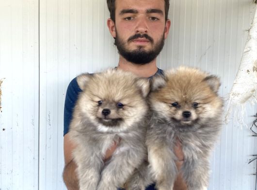 Orji̇nal Pomeranian Boo Yavrularimiz görsel