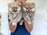 Orji̇nal Pomeranian Boo Yavrularimiz