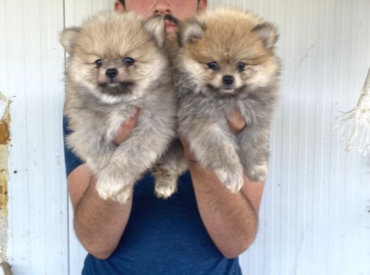 Orji̇nal Pomeranian Boo Yavrularimiz görsel