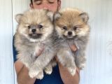 Orji̇nal Pomeranian Boo Yavrularimiz